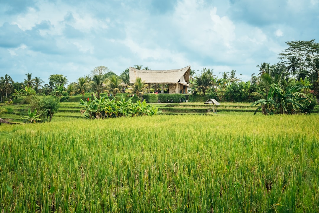 Bali rice terraces in tropical landscape