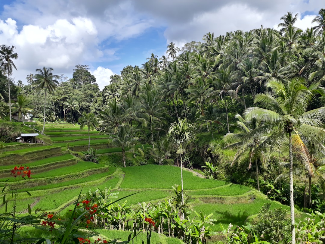 Terraced rice paddies in Bali under clear blue skies