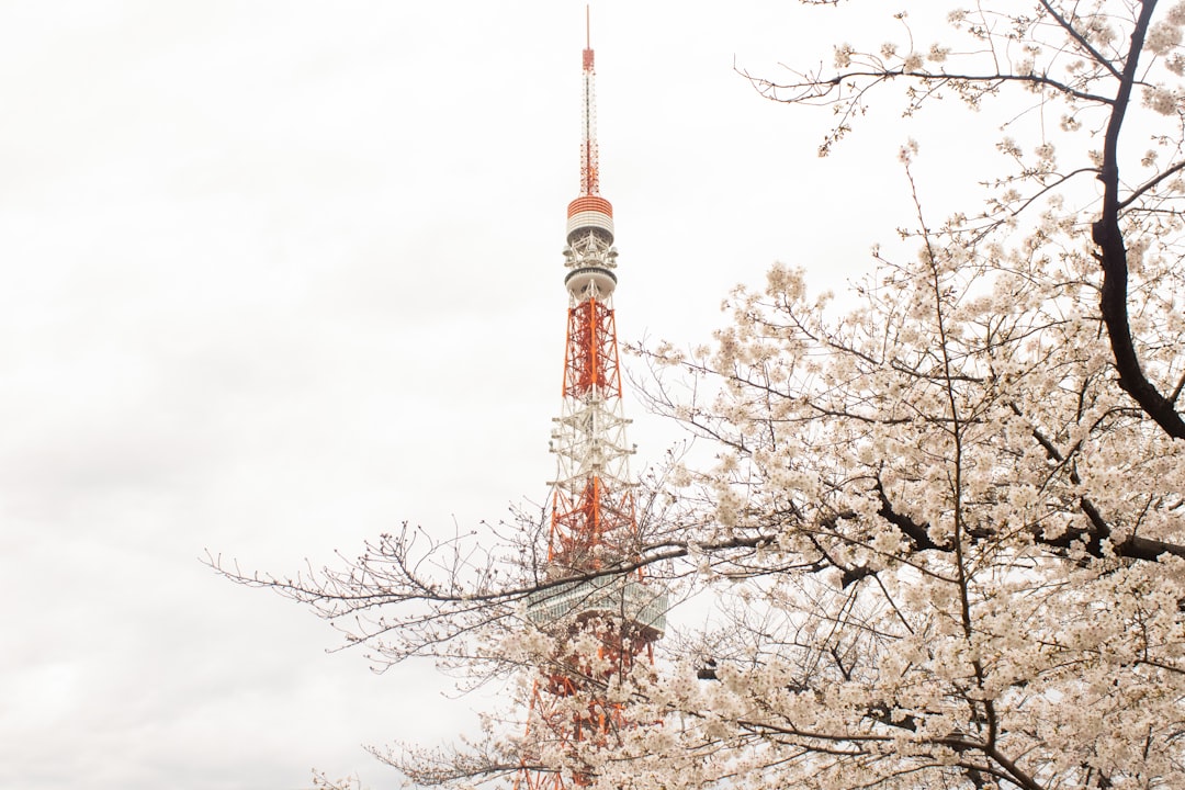 Cherry blossom trees in full bloom along a Tokyo park pathway