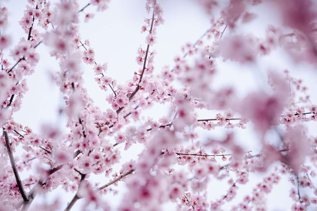 Crowds enjoying hanami picnic under cherry blossom trees in a Tokyo park